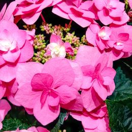 Гортензия Flame Hot Pink фото