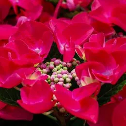Гортензия Frisbee Hot Pink фото