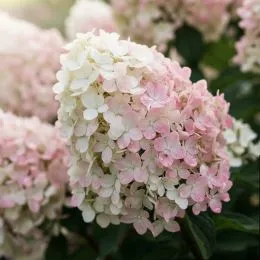Гортензия Little Blossom фото