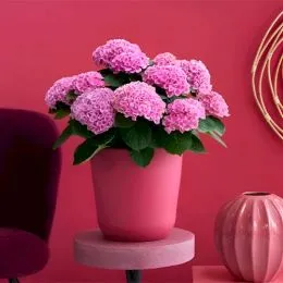 Гортензия Magical Party Time фото