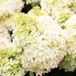Гортензия Royal Flower фото