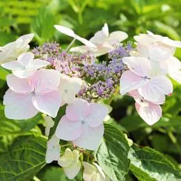 Гортензия Mariesii Grandiflora фото