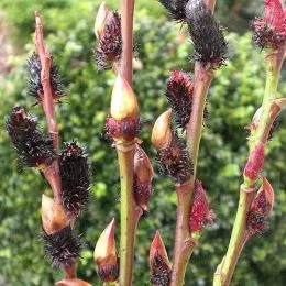 Ива Gracilistyla Melanostachys фото