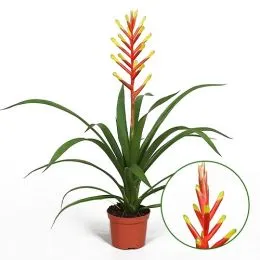 Гузмания Dissitiflora фото