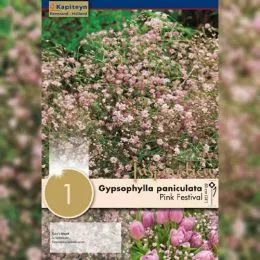 Гипсофилла Pink Festival (Брендовые саженцы KAPITEYN®) фото