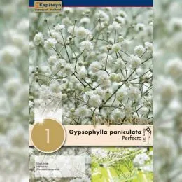 Гипсофилла Snowflake (Брендовые саженцы KAPITEYN®) фото