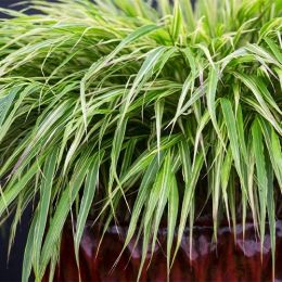 Хаконехлоя Albostriata фото