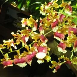 Орхидея Oncidium Hawaian Sunset фото