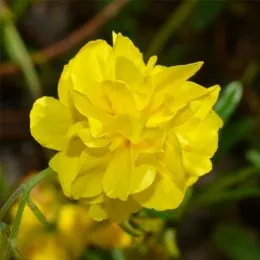 Гелиантемум Sulphureum Plenum фото