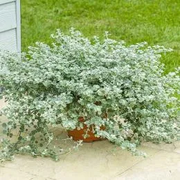 Гелихризум Microphylla фото