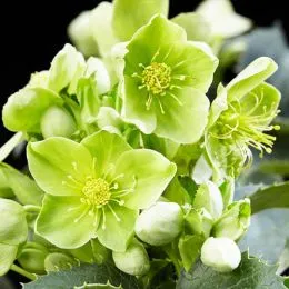 Морозник Argutifolius фото