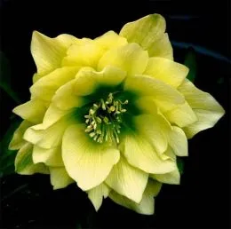 Морозник Orientalis Yellow Double фото