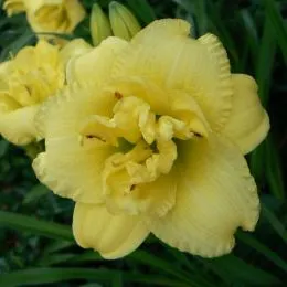 Лилейник Cabbage Flower фото