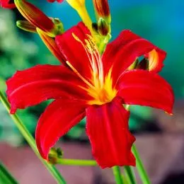 Лилейник Crimson Pirate фото