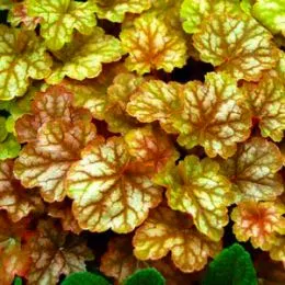 Гейхера Ginger Ale фото