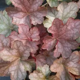 Гейхера Pinot Gris фото