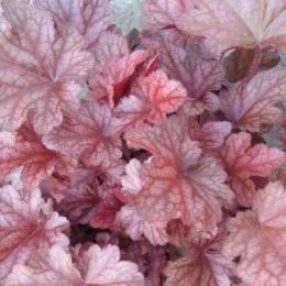 Гейхера Maroon Blush фото