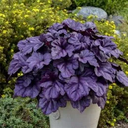 Гейхера Wildberry фото