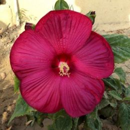 Гибискус садовый Disco Belle Rosy Red фото