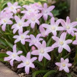 Хионодокса Forbesii Rosea фото