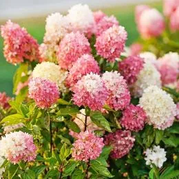 Гортензия Touch of Pink фото
