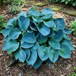 Хоста Blue Cadet фото