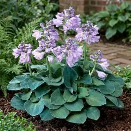 Хоста Blue Mouse Ears фото
