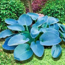 Хоста Buckshaw Blue фото