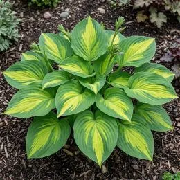 Хоста Emerald Charger фото