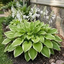 Хоста Fragrant Bouquet фото