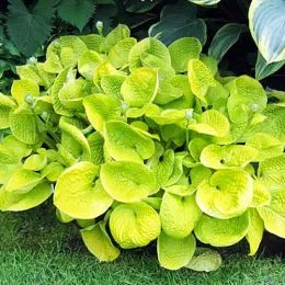 Хоста Maui Buttercups фото
