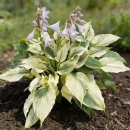 Хоста Silver Feather фото