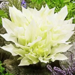 Хоста White Feather Improved фото