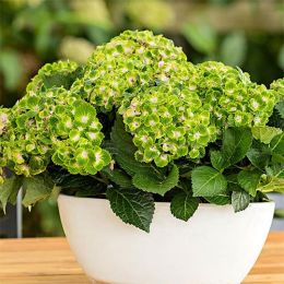 Гортензия Rembrandt Vibrant Verde фото