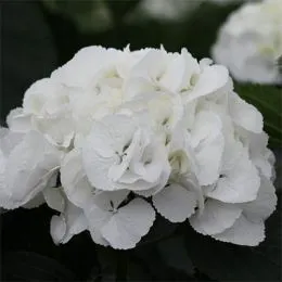 Гортензия Sneeuwbal фото