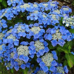 Гортензия Blaumeise фото