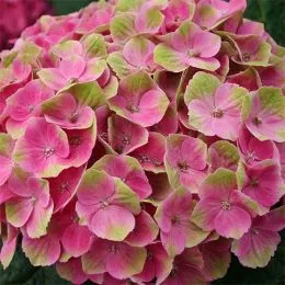 Гортензия 'Magical Amethyst' rose фото