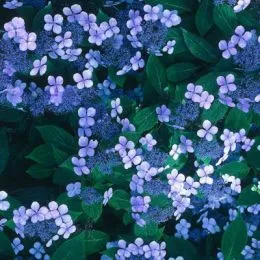 Гортензия Bluebird фото