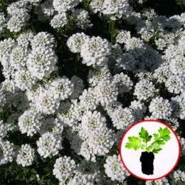 Иберис Snowflake (рассада) фото