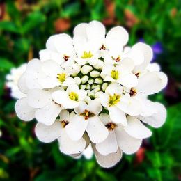 Иберис Whiteout фото