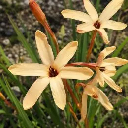 Иксия Paniculata Eos фото