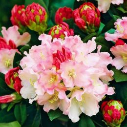 Рододендрон Dreamland фото