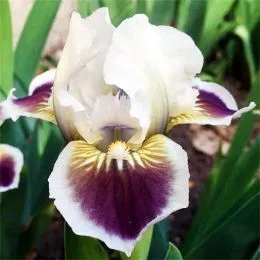Ирис Black Cherry Delight фото