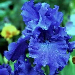 Ирис Blue Crusader фото