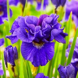 Ирис Sibirica Concord Crush фото