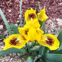 Ирис Pumila Eye Bright фото