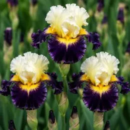 Ирис Flash Of Brilliance фото