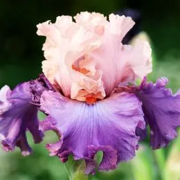 Ирис Ballerina Queen фото