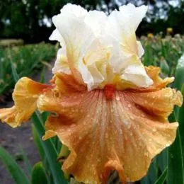 Ирис Ginger Ice фото