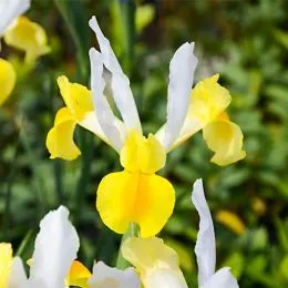 Ирис Hollandica Apollo фото